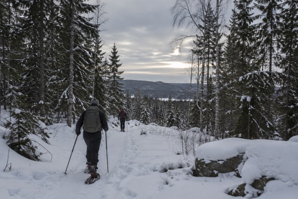 Guided Forest Snowshoeing, Oslo