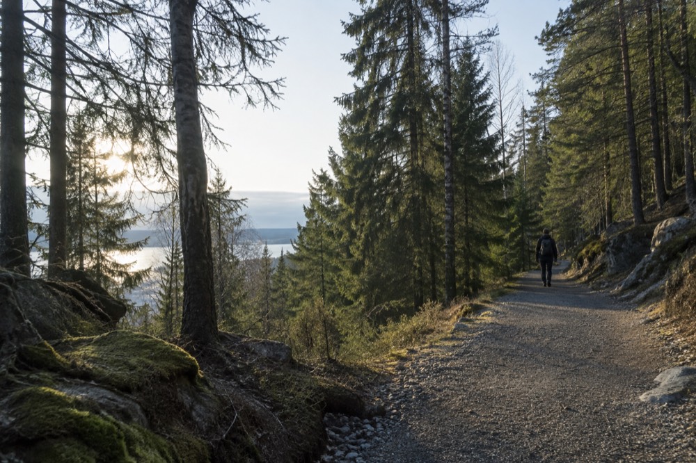 A marked gravel trail winding between pine trees on a hillside above Oslo