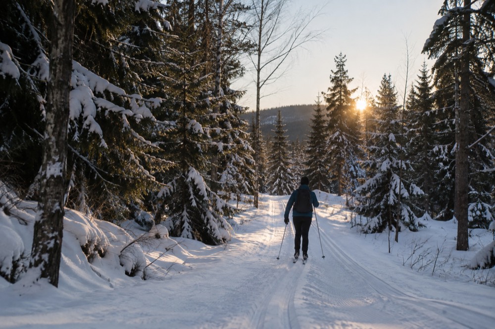 A snowy forest trail with parallel ski tracks running between snow-laden pines