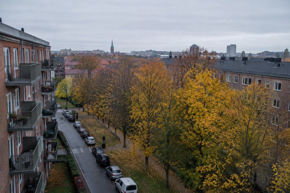 Autumn trees lining a park avenue with city rooftops behind them