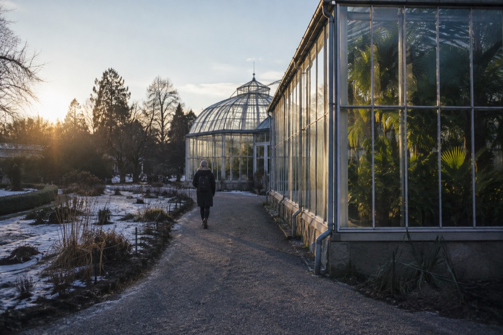 Greenhouse glass panes with tall tropical plants visible inside