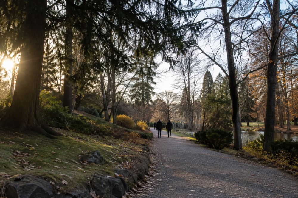 Wide gravel path under tall mature trees in an arboretum