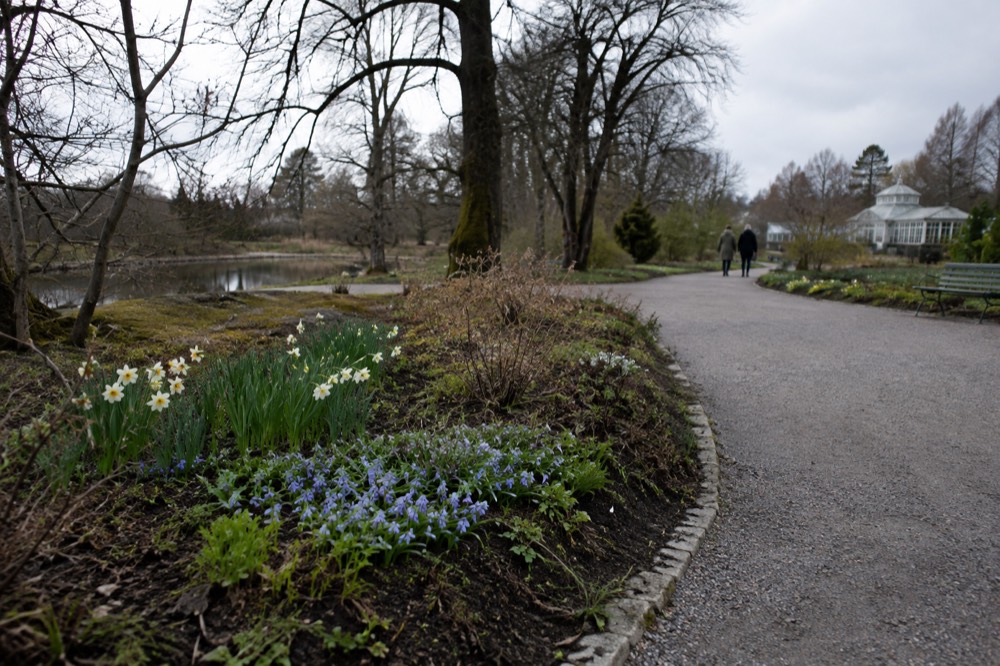 Quiet gravel path with spring flowers along the edge and bare trees beyond
