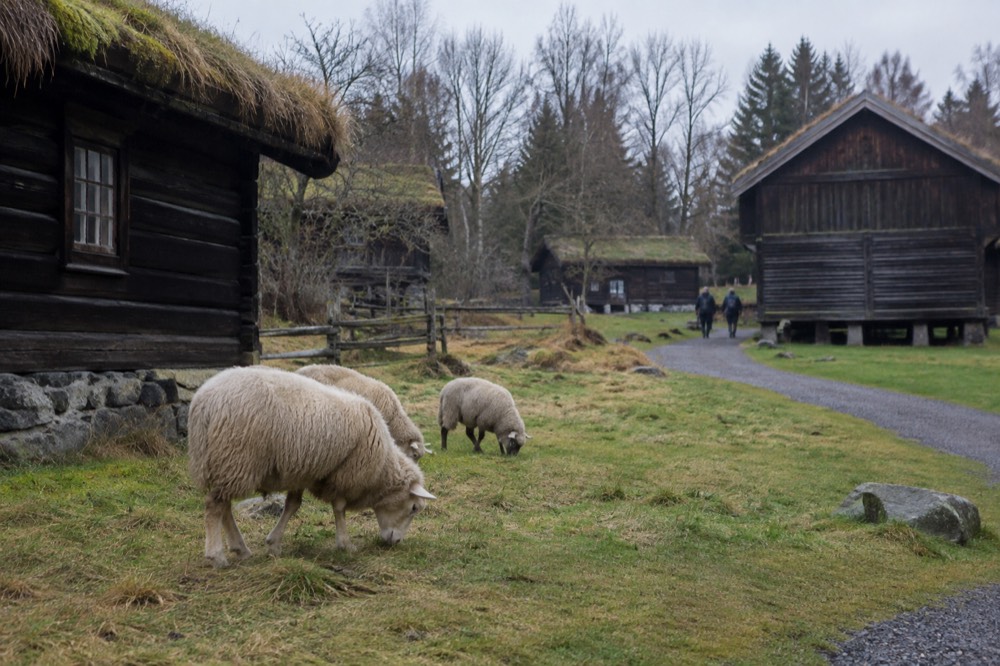 Sheep grazing beside a grass-roofed timber farmhouse in an open-air museum