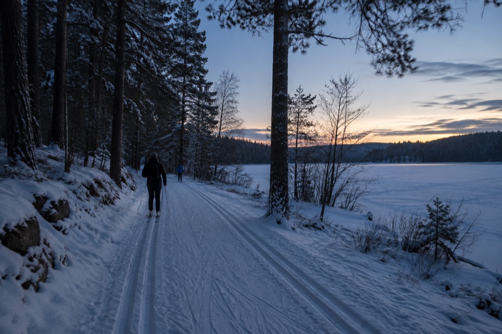 Cross-country ski tracks running through pine forest beside a snow-covered lake shore in low winter light