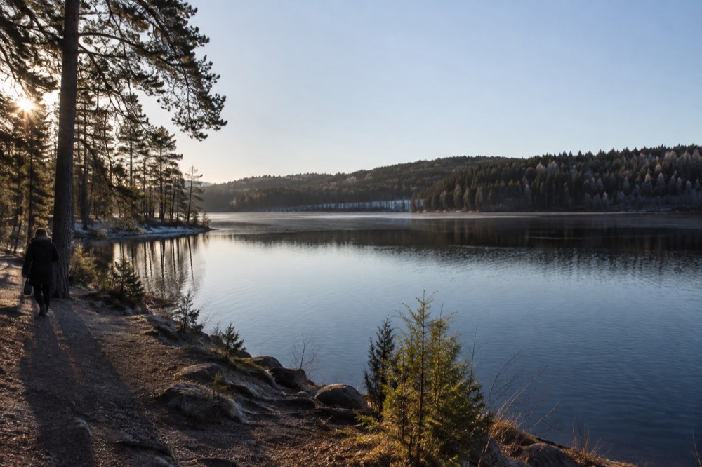 A wide view across a calm lake toward dense pine forest under a clear sky