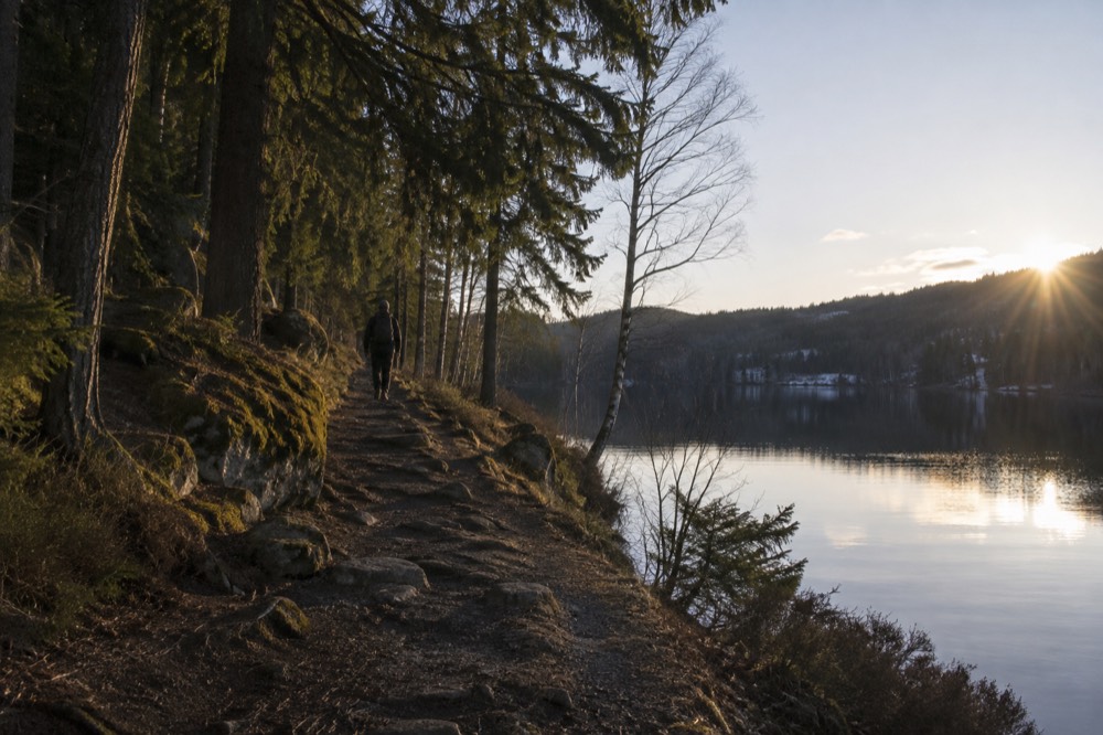 Pine forest trail beside a calm lake in Nordmarka