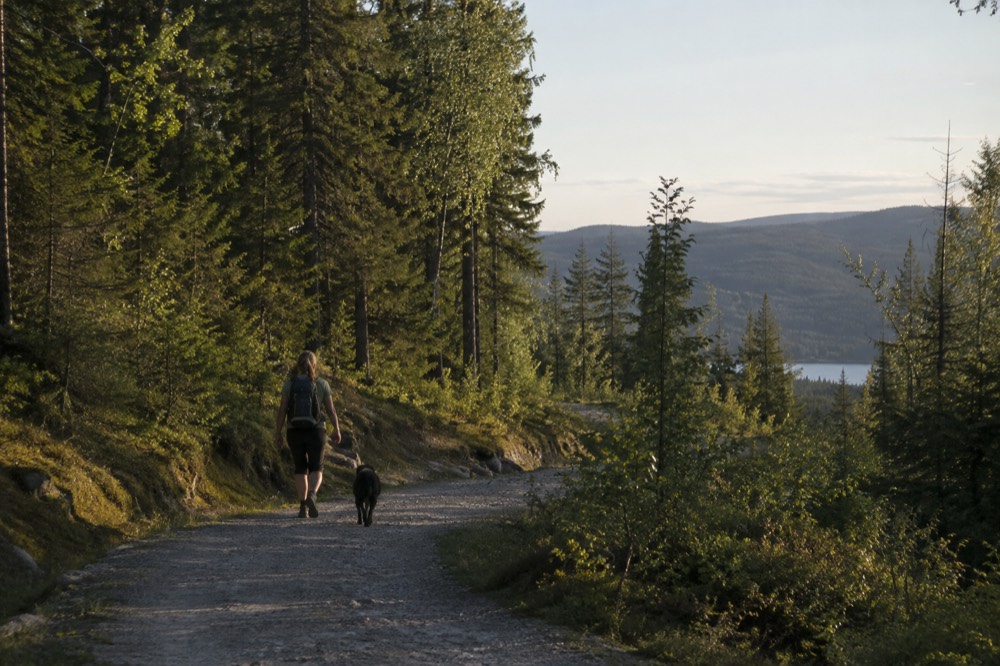 Gravel forest path winding between spruce trees on a hillside