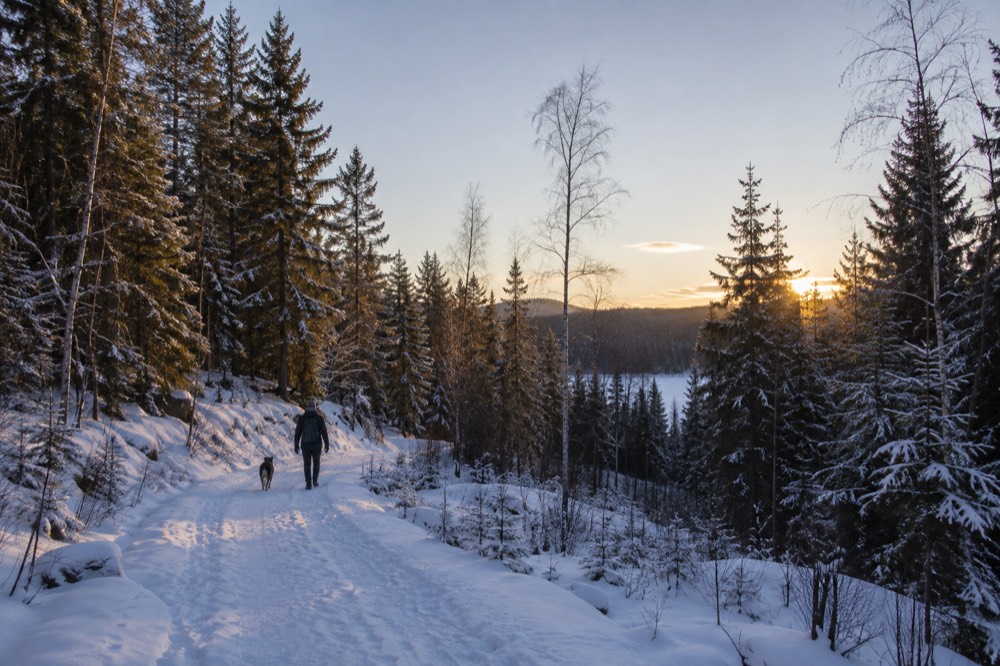 Snow-covered forest trail with blue winter light between pines