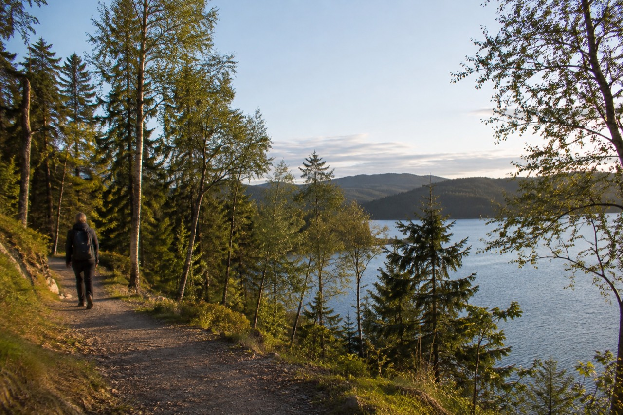 Forest trail with birch trees above a lake on the edge of Oslo